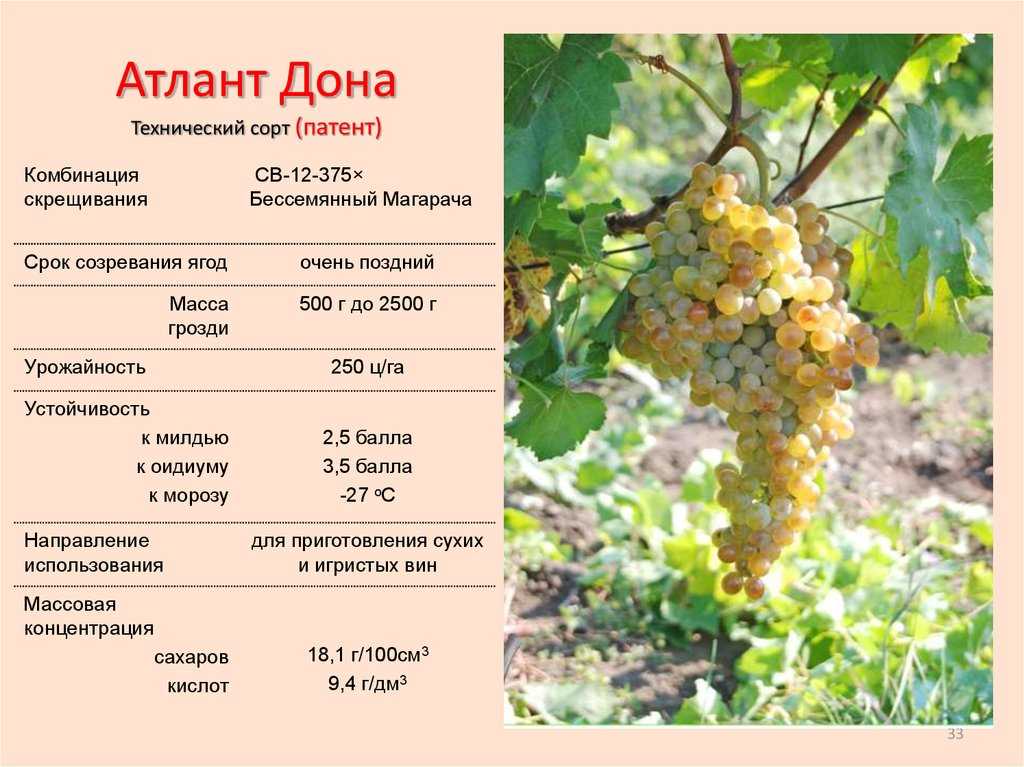 Виноград лора: описание и характеристики сорта, срок созревания с фото