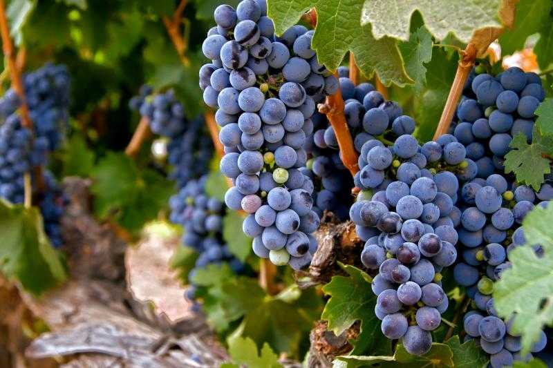 Виноград вэлиант: описание и характеристики сорта, особенности ухода и фото