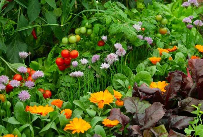Вьющиеся растения для забора быстрорастущие: какие можно посадить на даче
