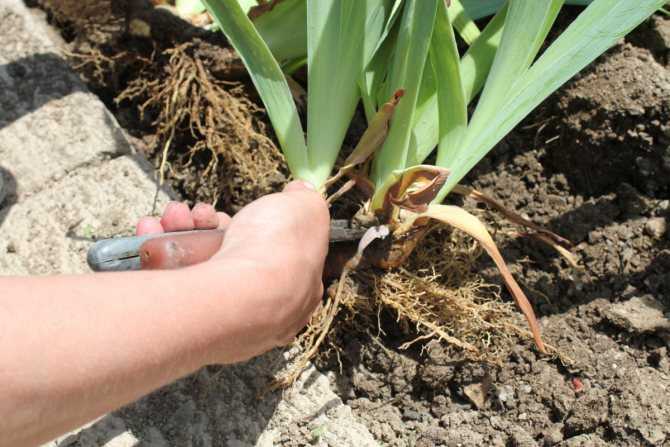 Как вырастить пионы из семян? особенности выращивания пионов