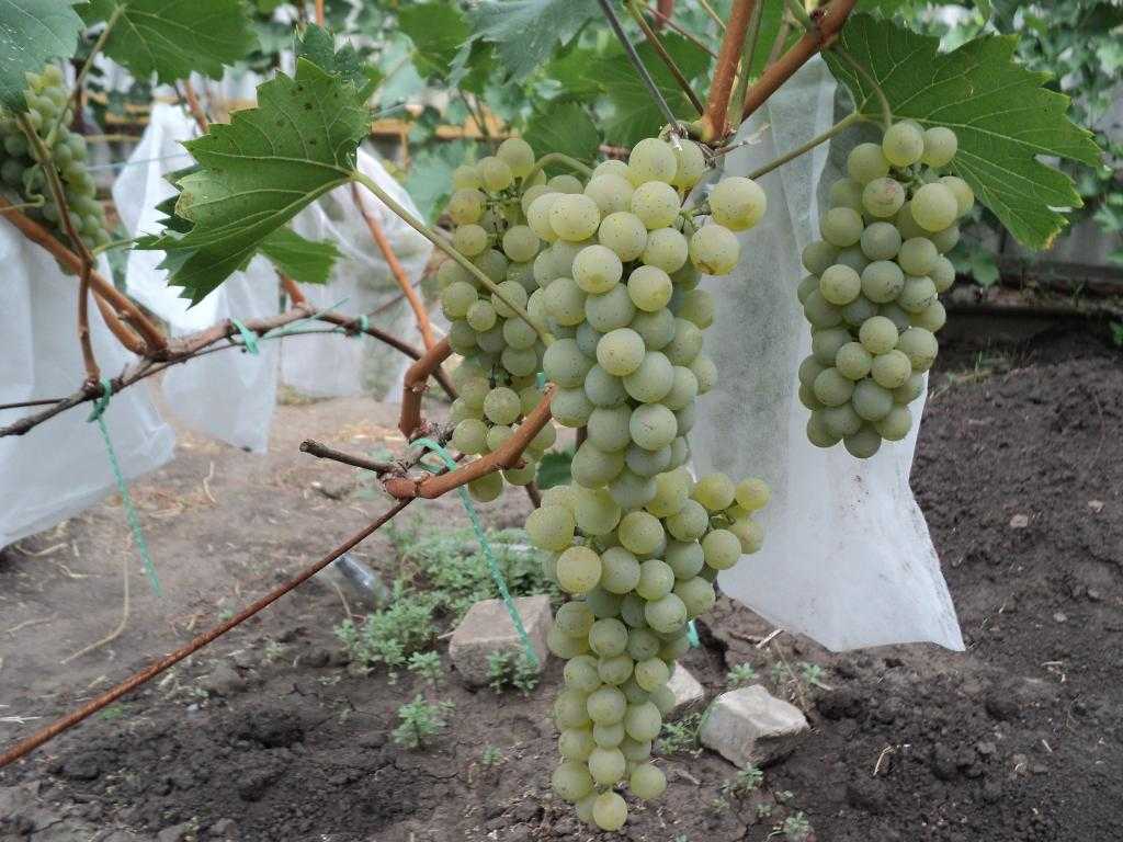 Виноград бианка