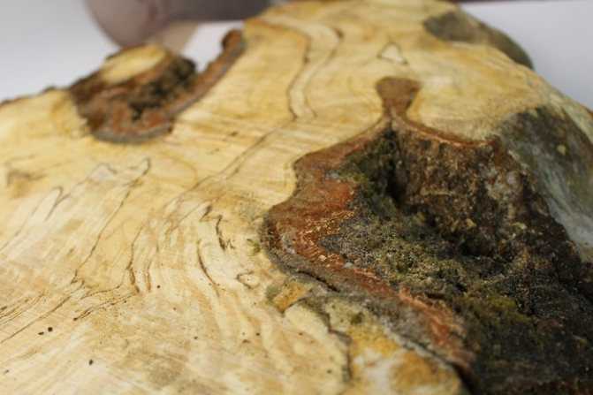 Югорский геолог создает шедевры из наростов на деревьях