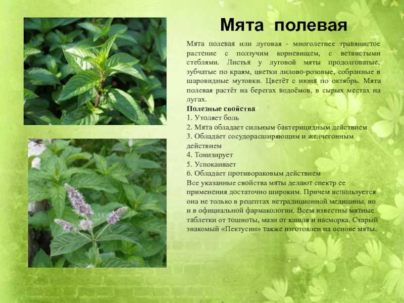 Вопрос: роза гладиатор. какие характеристики, особенности сорта какой уход? - цветы | biologymic.ru