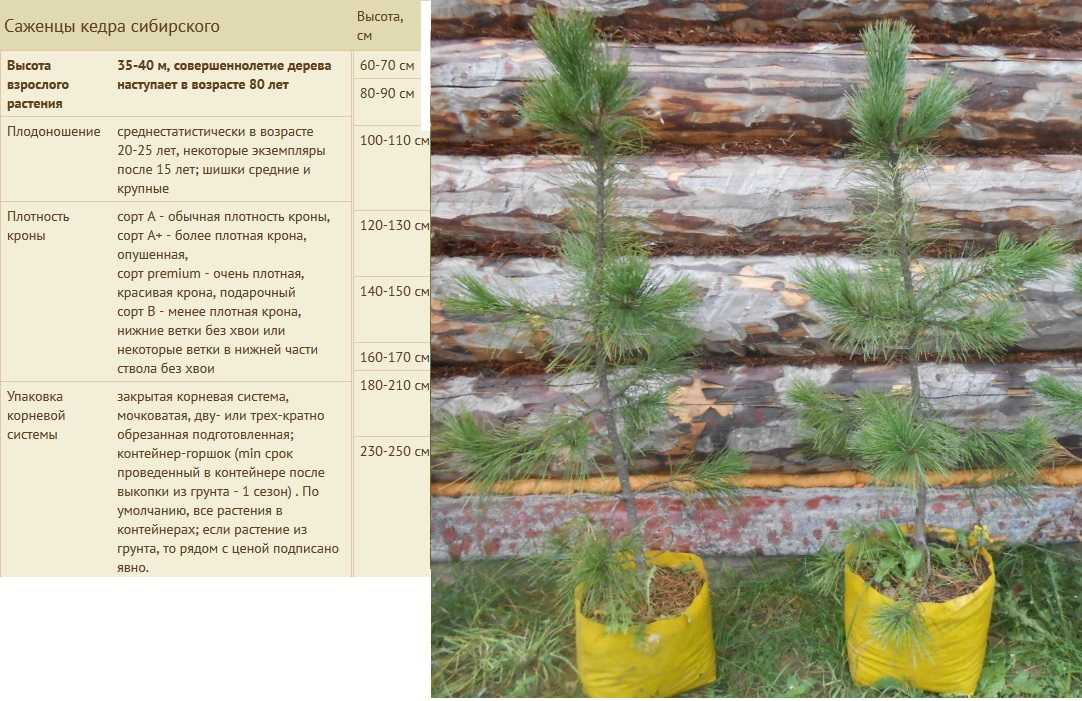 Кедровое дерево: топ-120 фото видов и сортов. особенности посадки кедрового дерева на даче. польза и применение дерева в медицине и быту. видео-советы по уходу