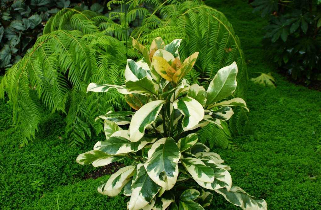 Пизония - декоративное вечнозеленое растение, которое еще называют дерево-птицелов. Как правильно ухаживать за ним в домашних условиях Рассмотрим способы размножения цветка.
