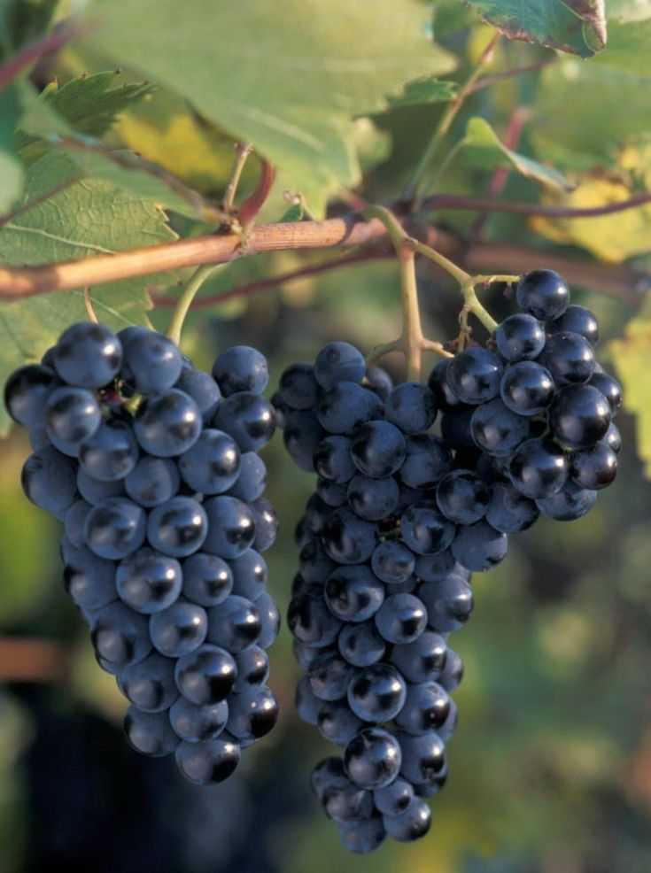Виноград: описание 27 самых популярных сортов, их характеристика (фото & видео) +отзывы