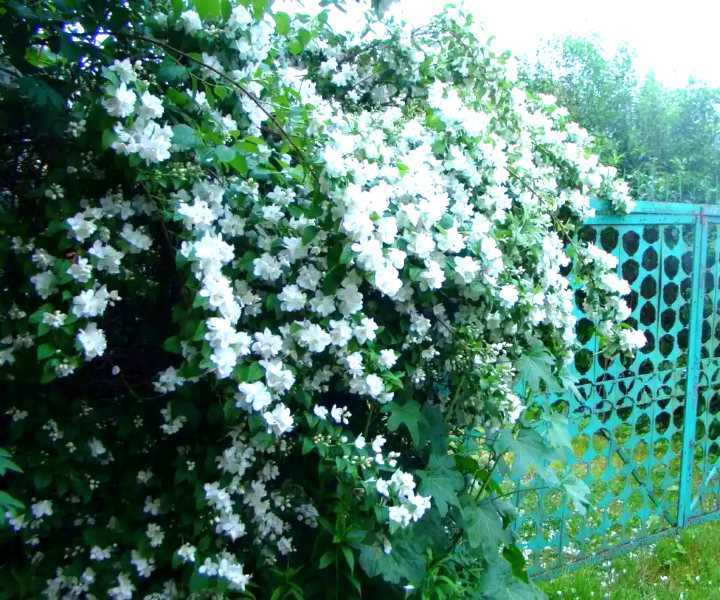 Жасмин садовый (120 фото): посадка кустарника, уход в открытом грунте, сорта с описанием, чубушник виргинский, как размножить, для сибири и других мест