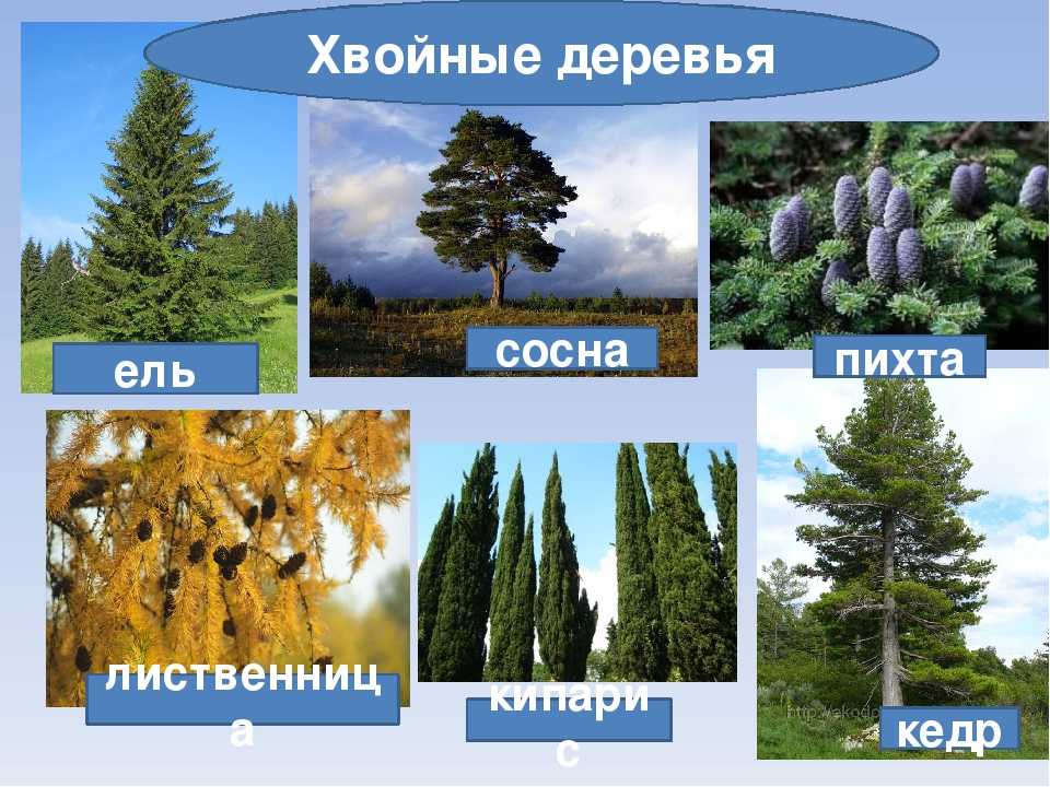 Ели (68 фото): корневая система и ветки дерева. описание, высота и отношение к почве и свету. выбор для участка и уход