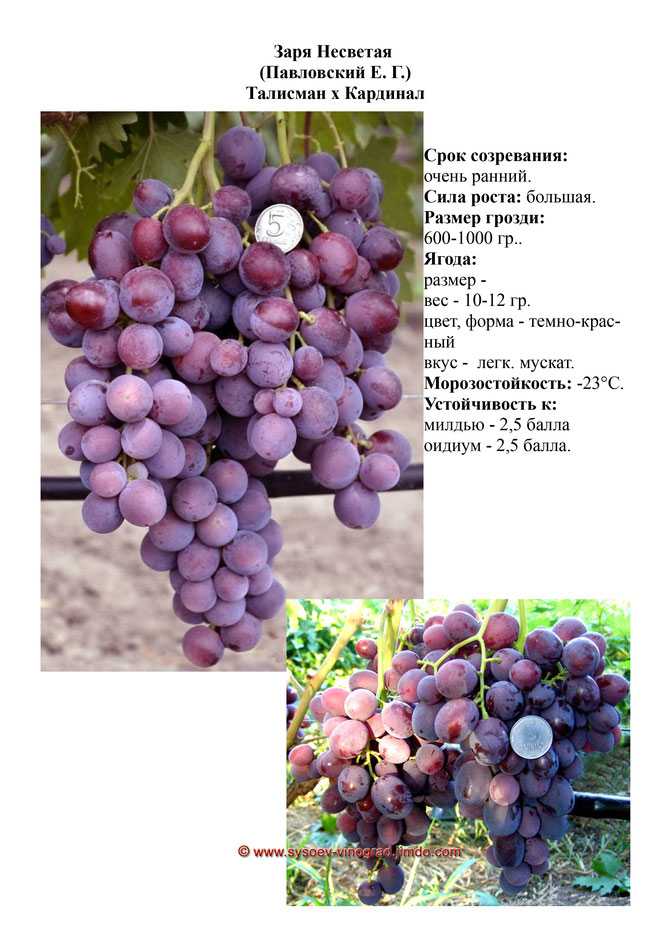 Сорт винограда кишмиш лучистый, описание сорта с характеристикой и отзывами, а также особенности посадки и выращивания, фото