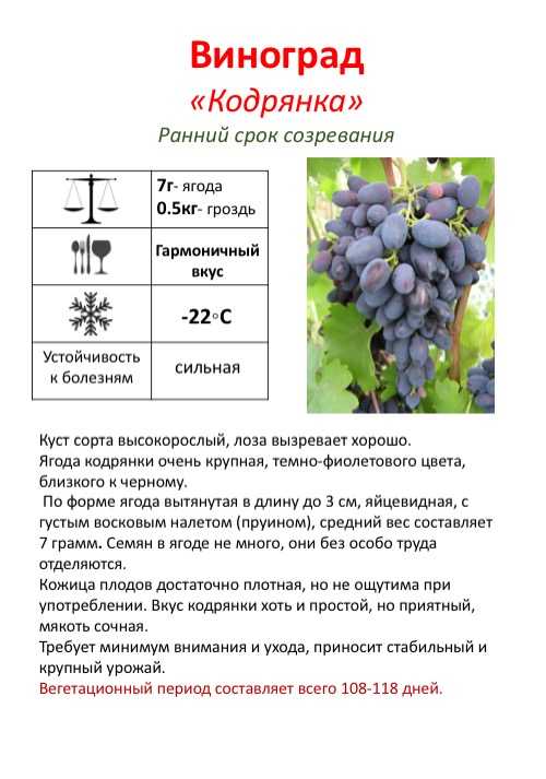 Виноград страшенский