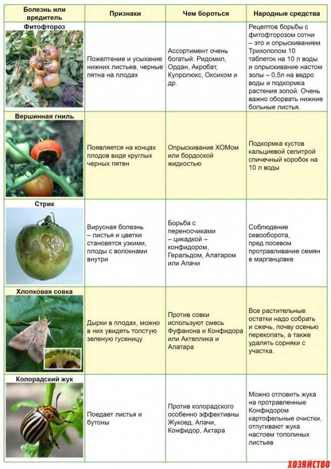 Томат звезда сибири: описание и характеристики, особенности посадки и выращивания, болезни и вредители, достоинства и недостатки