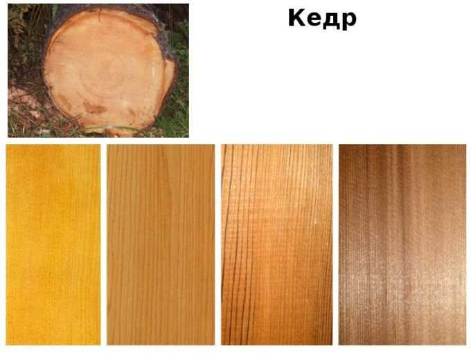 Как отличить ольху от осины? отличия в листьях. чем отличается древесина? как выглядят плоды деревьев?