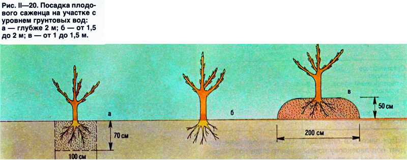 Деревья и кустарники: уход и посадка в зависимости от корневой системы