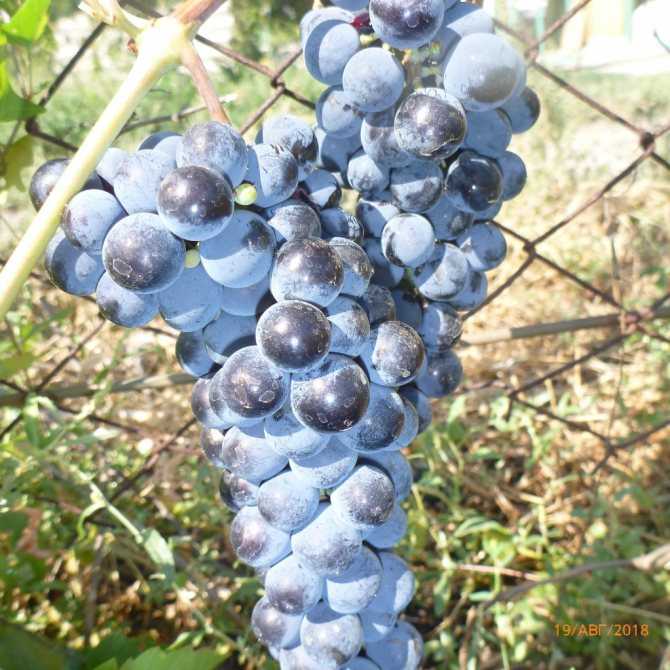 Виноград плевен: описание и характеристики сорта, особенности ухода и фото