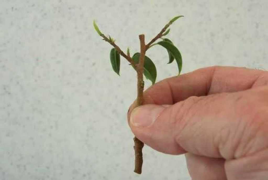 Размножение фикуса черенками в домашних условиях (13 фото): как посадить фикус отростком и укоренить отросток без корней? как правильно взять черенок?