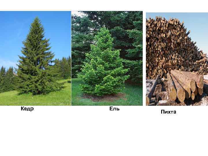 Чем ель отличается от ёлки Это разные деревья или нет Каковы отличия ели от сосны по размеру иголок, пышности кроны, высоте и другим параметрам