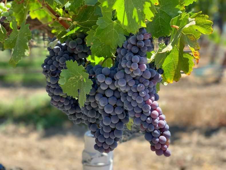 Виноград каберне кортис: описание сорта, фото, отзывы