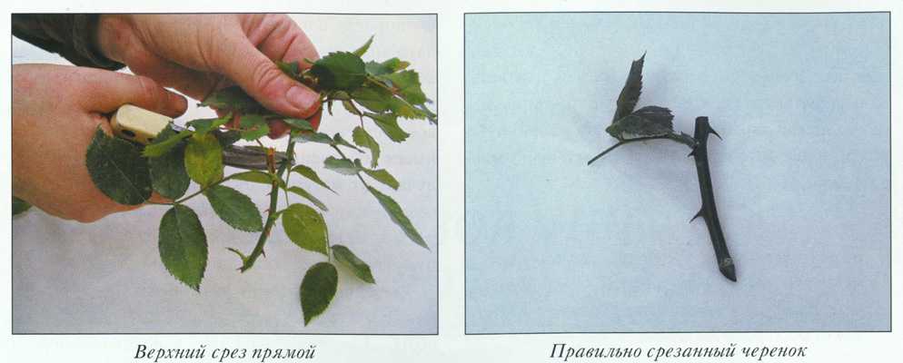 Фикус бенджамина: размножение, способы укоренения, выращивание, особенности ухода и фото - sadovnikam.ru
