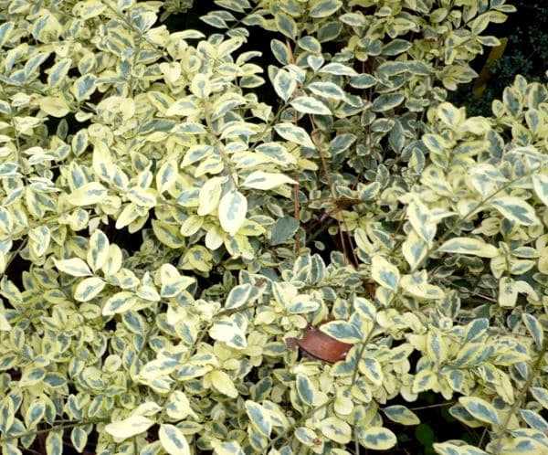 Бирючина обыкновенная, японская, овальнолистная: выращивание растения и защита от вредителей
