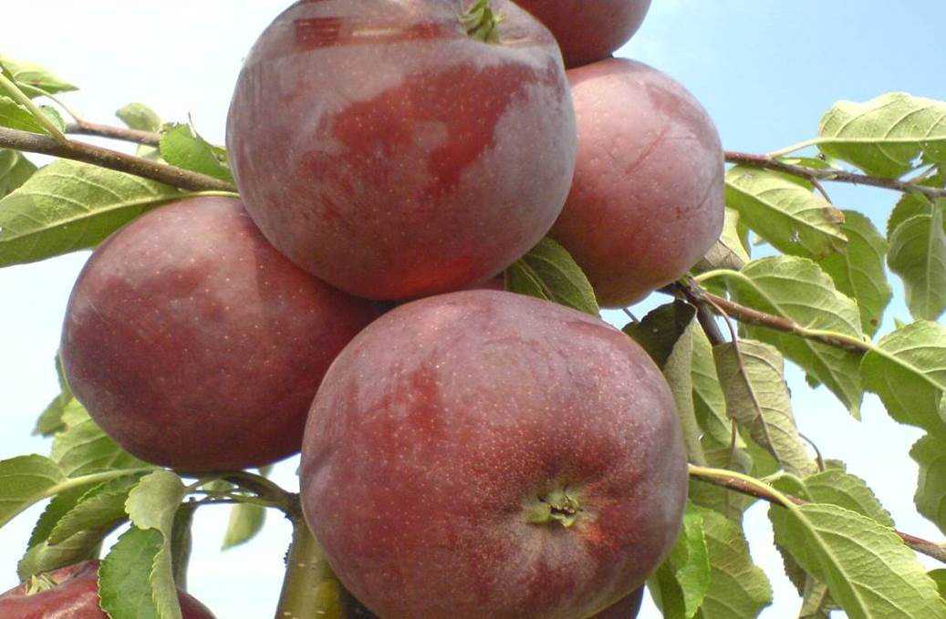 Описание сорта яблони санрайз: фото яблок, важные характеристики, урожайность с дерева