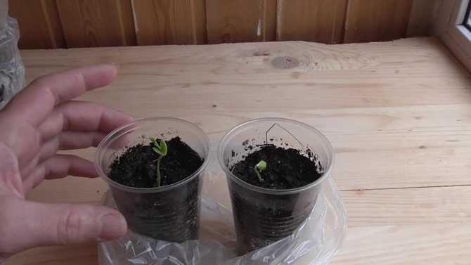 Домашняя сакура: как вырастить дерево из семян в домашних условиях из косточки