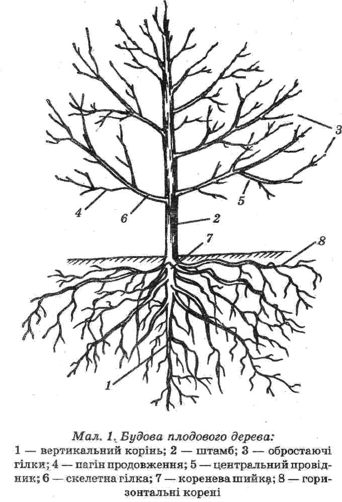 Корневая система березы (10 фото): какой тип корневой системы и как это влияет на посадку? особенности корней, рост березы