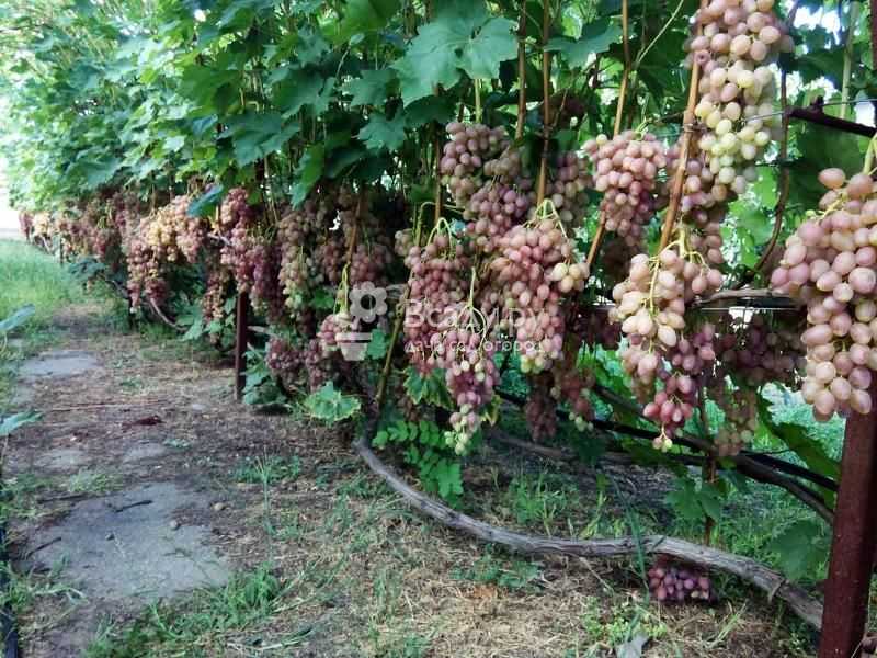 Виноград кишмиш лучистый: описание сорта