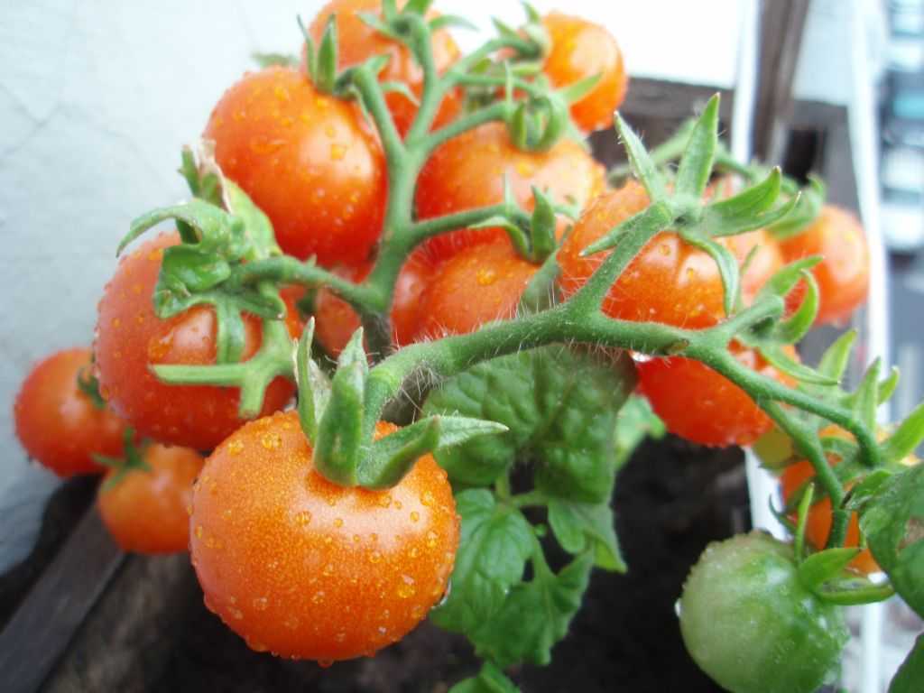 Как вырастить помидоры на подоконнике или балконе | делаем правильно