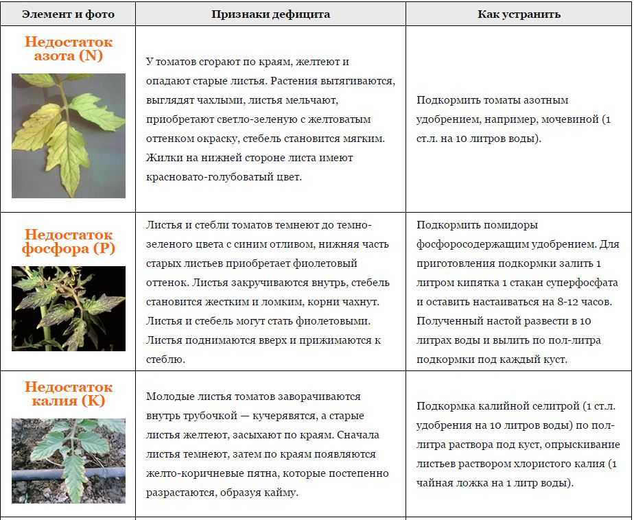 Томат москвич: описание и характеристики, особенности посадки и выращивания, болезни и вредители, достоинства и недостатки
