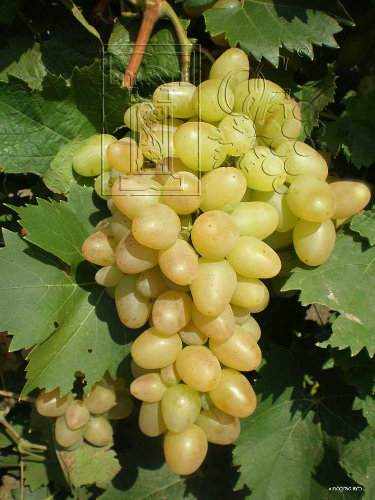 Виноград бианка: описание и характеристики сорта, особенности ухода и фото