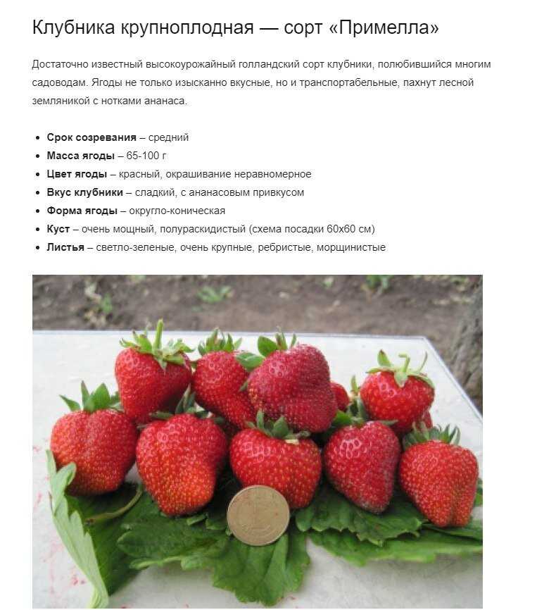 Клубника рубиновый кулон: описание и характеристики сорта садовой земляники, правила выращивания виктории и фото