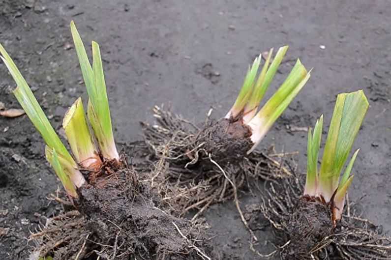 Размножение ирисов: семенами, делением куста, как размножаются ирисы, когда делить корневищем