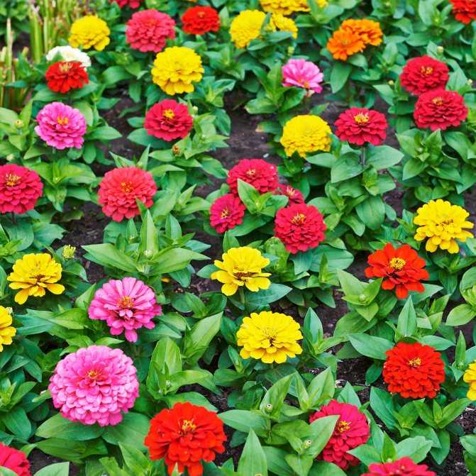 Циннии дримленд - цветы нашего лета - о цветах и даче