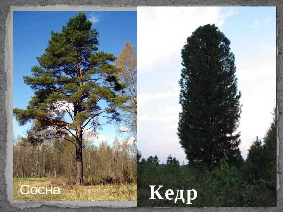 Чем отличается сосна от ели: описание и сравнение деревьев :: syl.ru