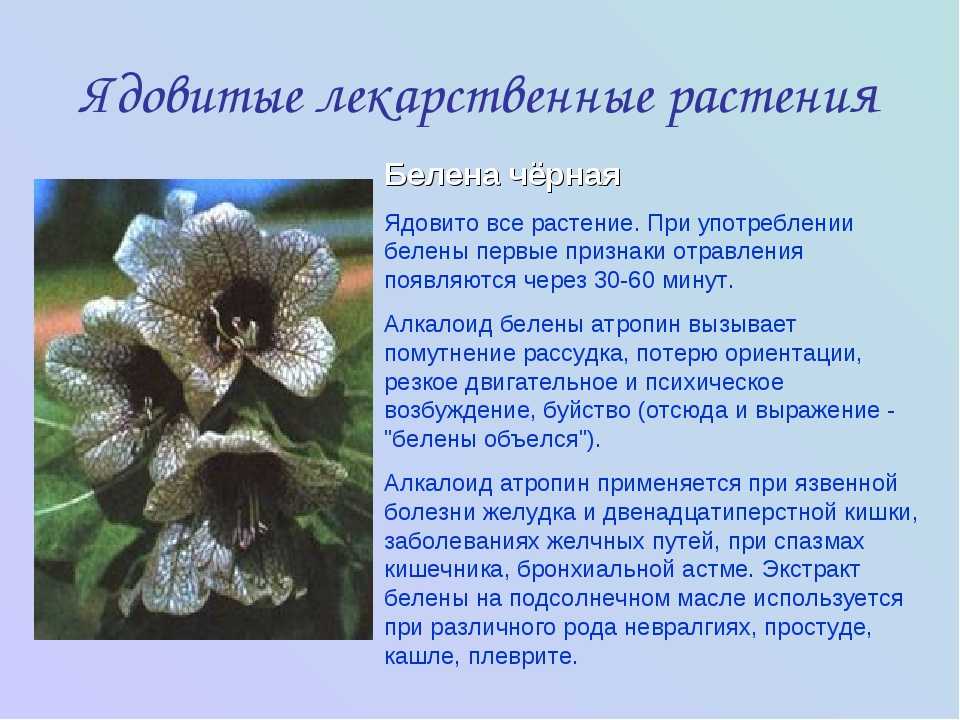 ✅ что означает черная роза - cvetochki-yaroslavl.ru
