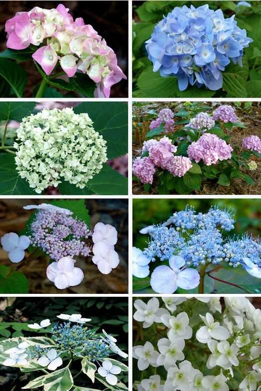 Низкорослые бордюрные многолетние растения (24 фото): кустарники для бордюра и цветы-многолетники, цветущие все лето, травs и зимостойкие растения