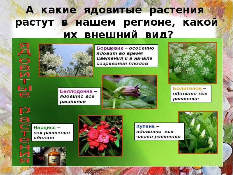 Бузина: лечебные свойства и выращивание в саду