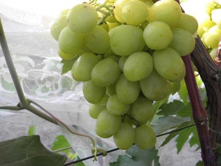 Cорта белого винограда: описание, особенности и характеристики