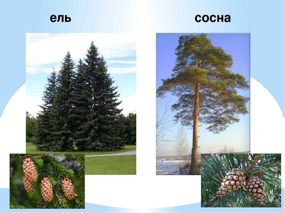 Чем отличается пихта от ели? 25 фото основные отличия. как отличить деревья в природной зоне? какое дерево лучше? что быстрее растет?