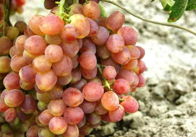 Виноград «кеша»: описание сорта, фото и отзывы