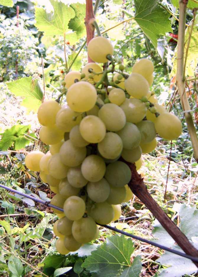 Виноград амурский белый: описание и характеристики сорта, особенности ухода и фото
