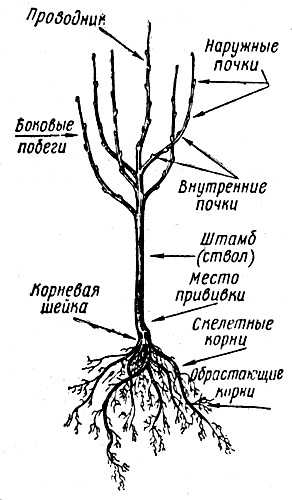 Деревья с маленькой корневой системой