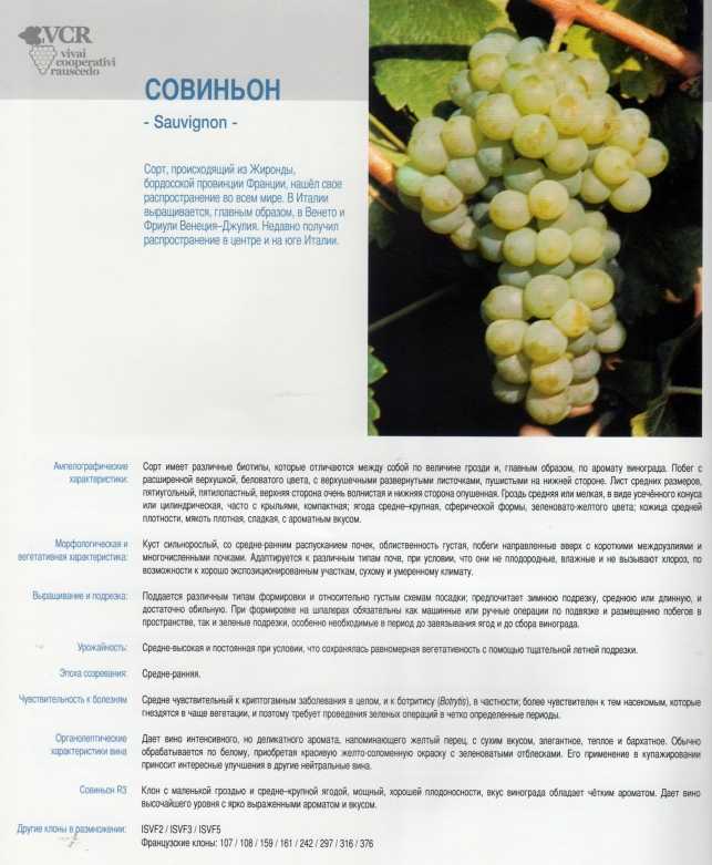 Морозостойкий и крупноплодный виноград румба, описание сорта, фото