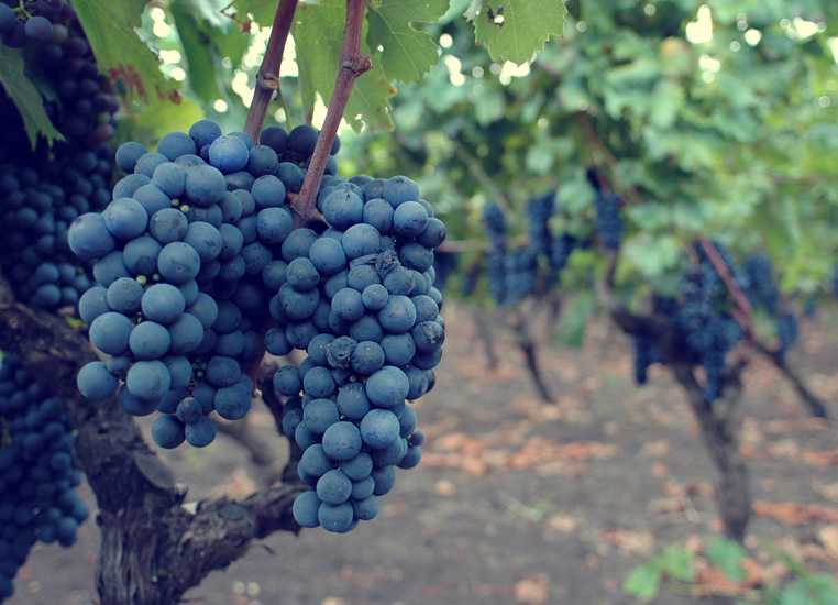 Виноград рошфор: описание и характеристики сорта, особенности ухода и фото