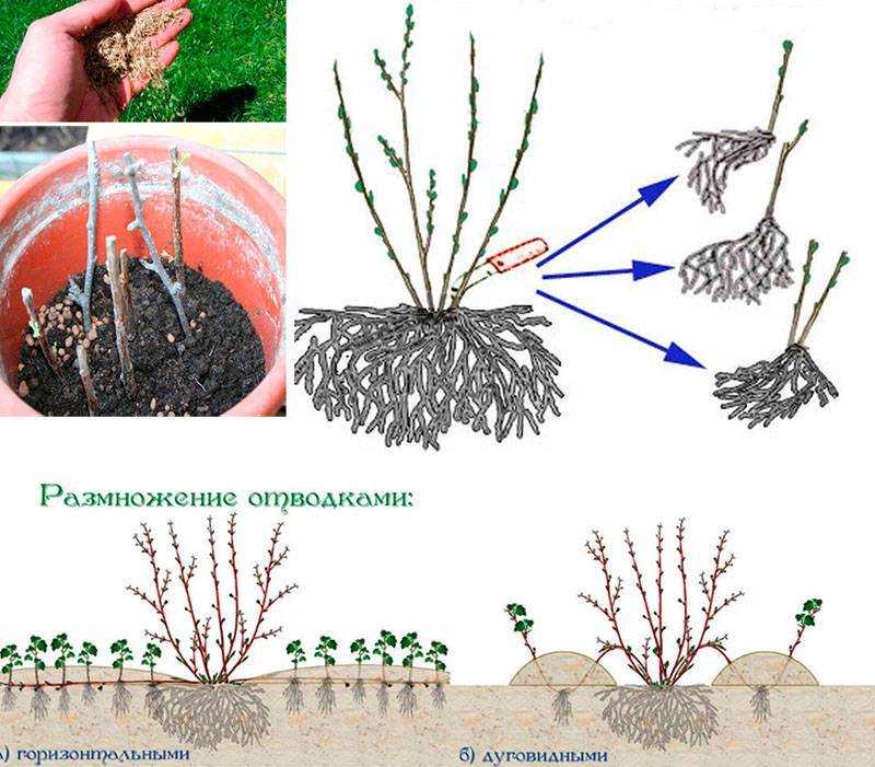 Размножение черенками - простой и бесплатный способ получить растение