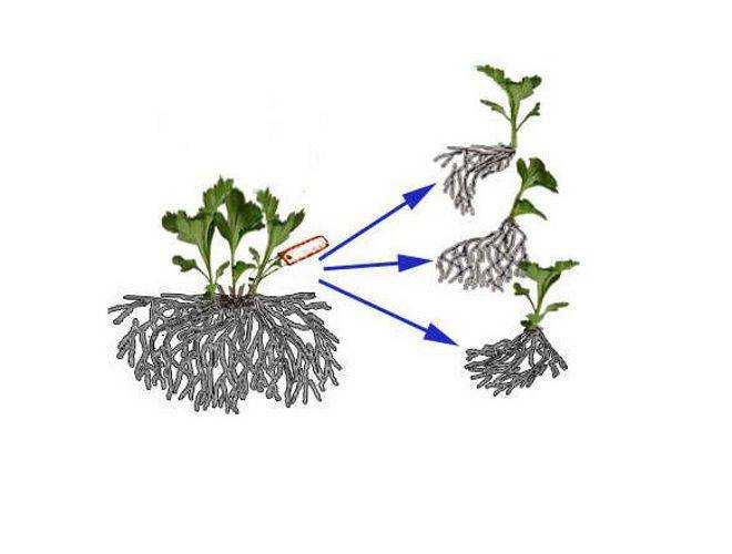 Секреты разведения гибискуса: какими способами он размножается и как получить новое растение?