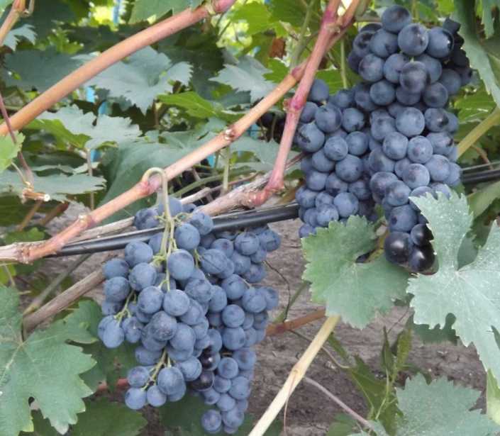 Розовые (красные) сорта винограда в украине: описание, фото, купить саженцы - vinograd-loza