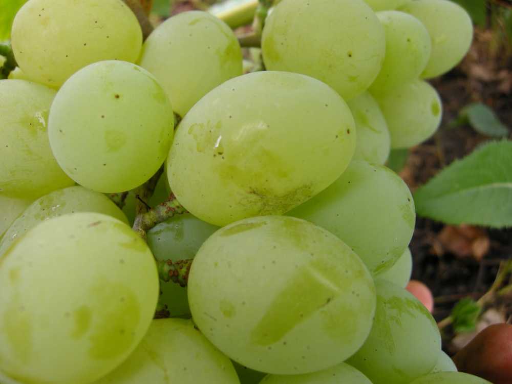 Виноград талисман (кеша-1): описание сорта, фото