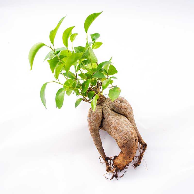 Выращивание фикуса лировидного: как посадить, ухаживать, удобрять, размножать