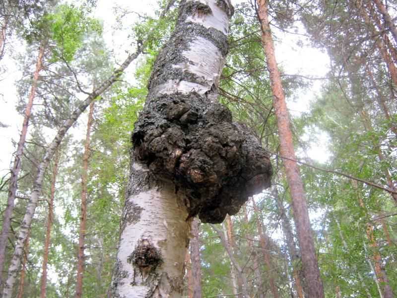 Югорский геолог создает шедевры из наростов на деревьях | люди | общество | аиф югра